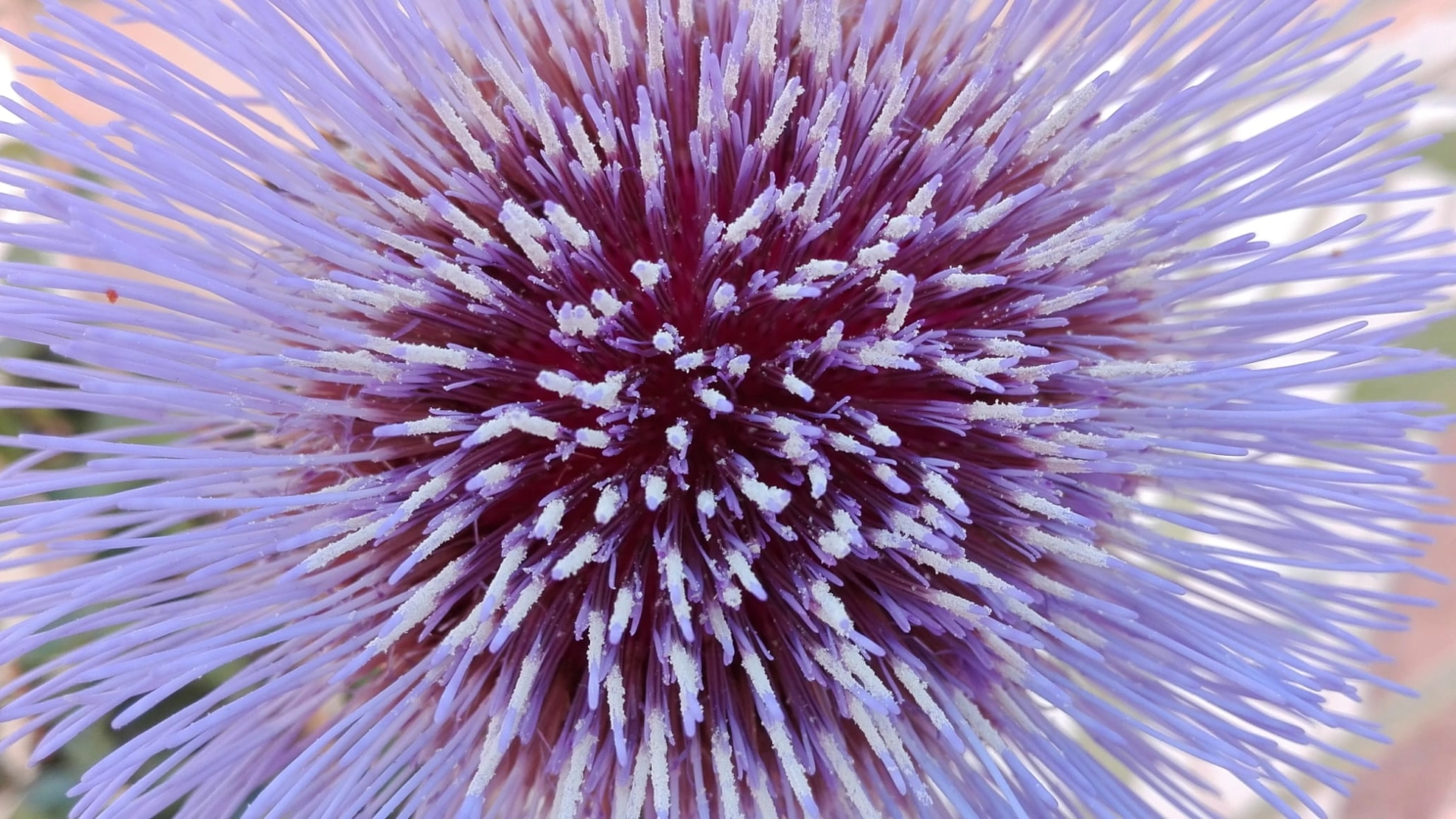 mani Foto di un fiore viola