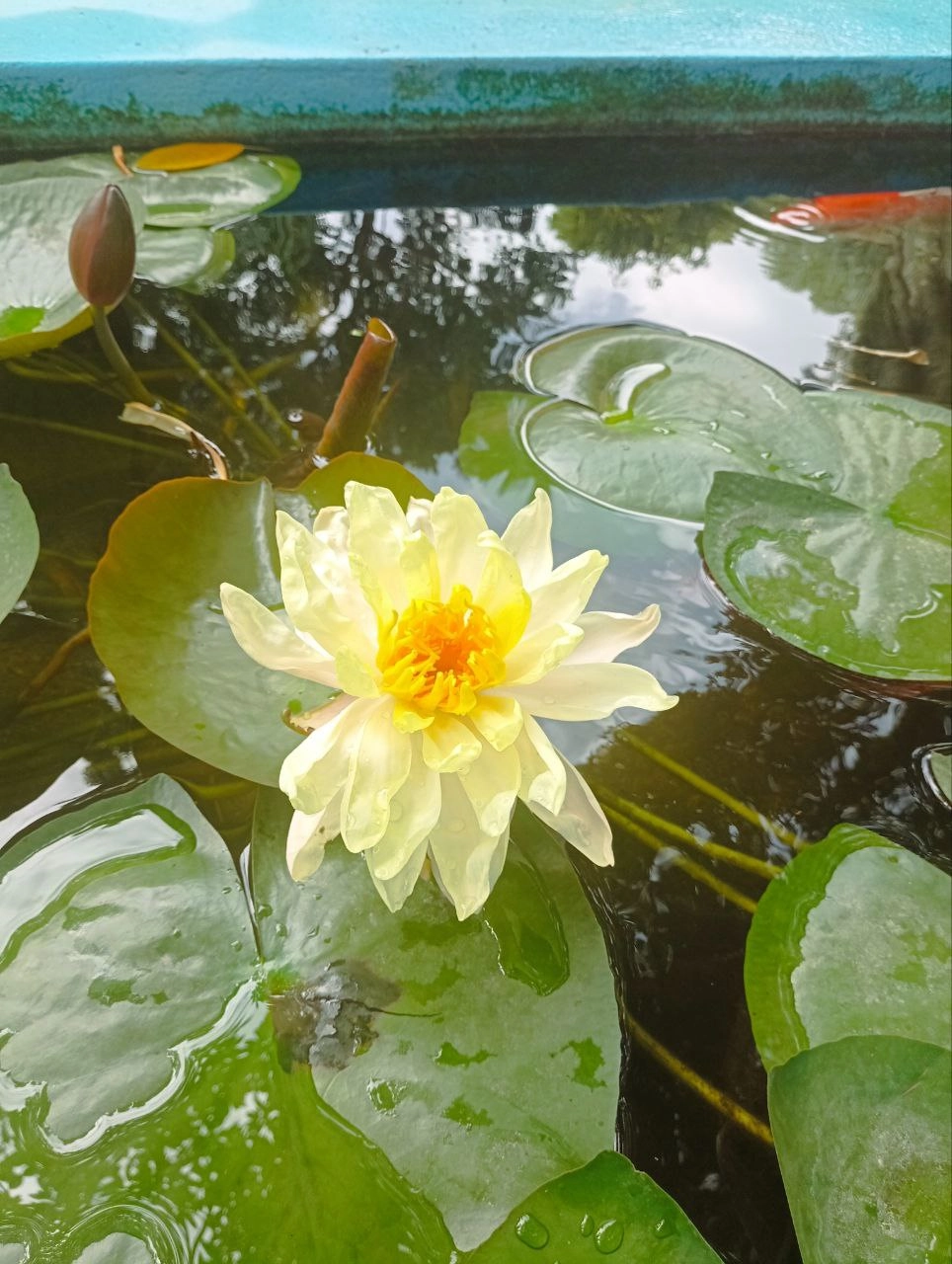 mani Fotografia di un fiore giallo