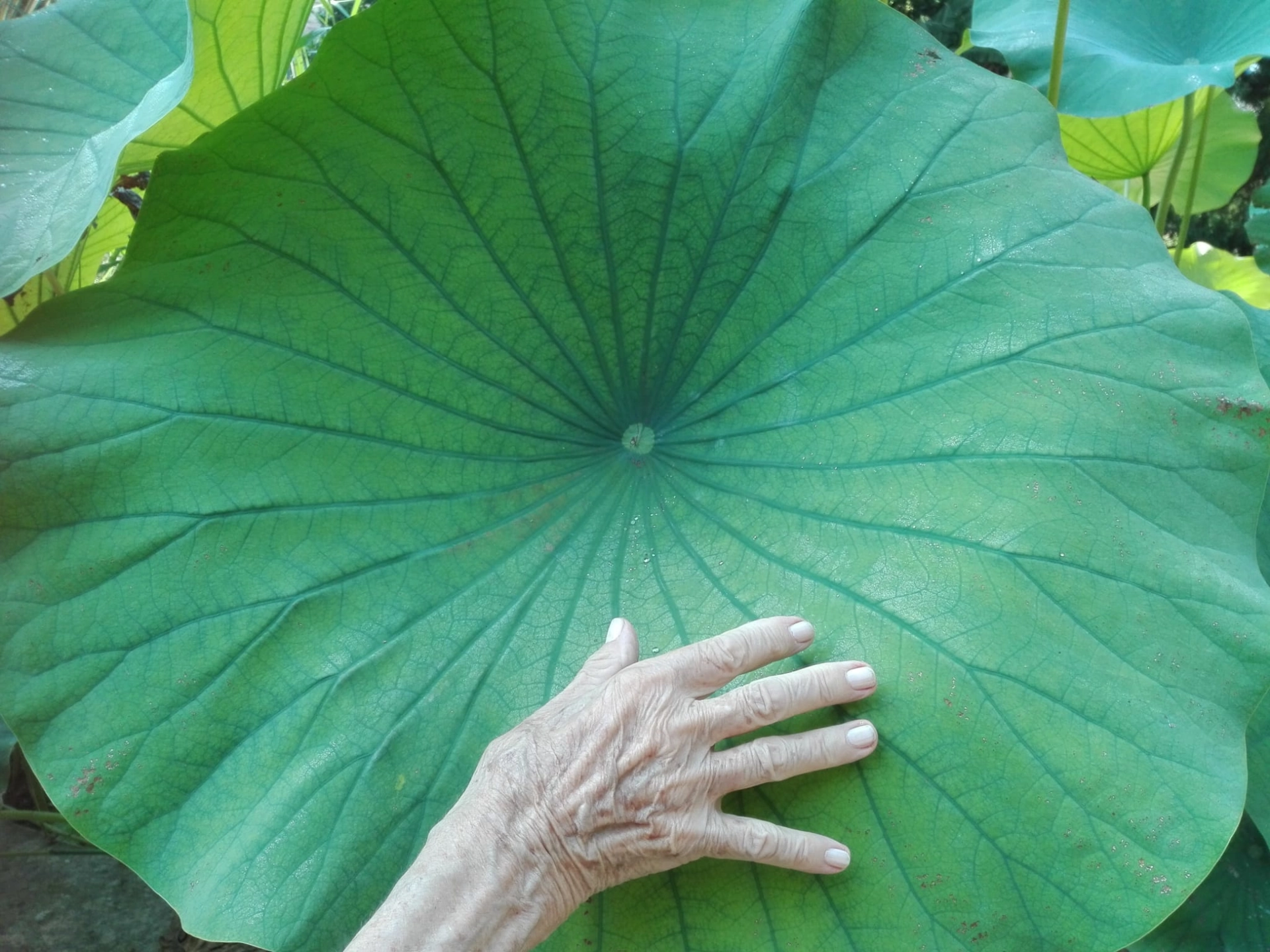 mani Fotografia di una mano poggiata su una grande foglia verde