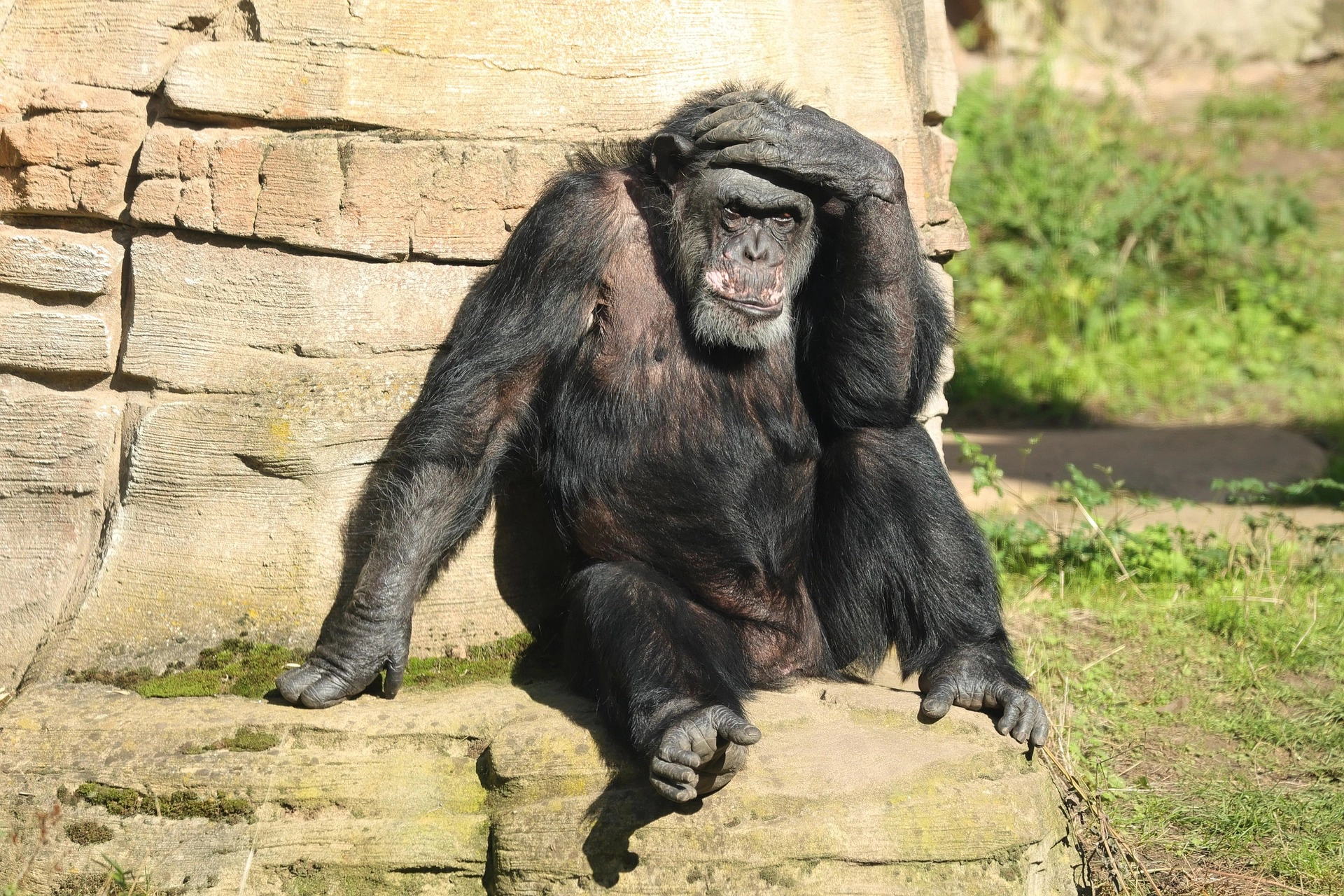 Fotografia di una scimmia che si tiene la testa, per l'articolo Cranio sacrale: un rimedio naturale per tutti i tipi di mal di testa